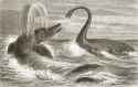 cdouard riou_ichthyosaur and plesiosaur