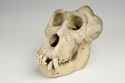 Western_Gorilla_Skull_Male_03