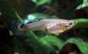 Guppy_Poecilia_reticulata