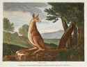 Kangaroo