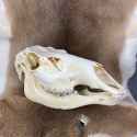 elk skull
