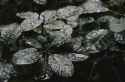 dark plant rain