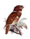 Batrachostomus_septimus_01