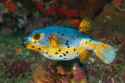 puffer
