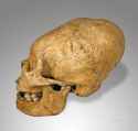 incan skull