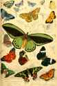 butterfly illustration