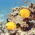 Peces_mariposa_del_mar_Rojo_(Chaetodon_semilarvatus),_Temple,_Sharm_el-Sheij,_Egipto,_2022-03-26,_DD_16