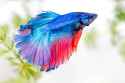 betta