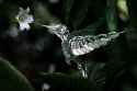 mechanical bird