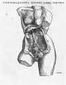 vesalius.1
