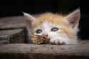 kitty