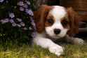 puppy cute