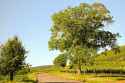 lone oak in dusty dry area