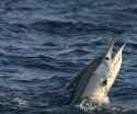 sailfish