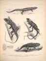 Yunnan_lizards