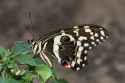 Citrus_Swallowtail_Papilio_demodocus