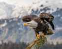 Bald_eagle_about_to_fly_in_Alaska_(2016)