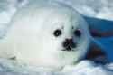 baby seal