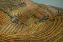 rice terrace