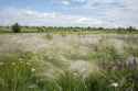 yelanets steppe