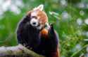 red panda