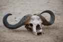 african buffalo