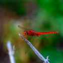 red on branch