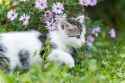 cat traversing