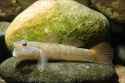 Rhinogobius_flumineus(Hamamatsu,Shizuoka,Japan)