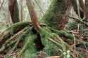 primeval forest