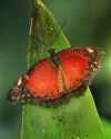 Leopard_Lacewing_Cethosia_cyane_2_Richard_Bartz