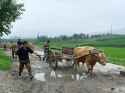 People and Ox