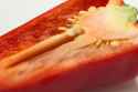 Bell Pepper