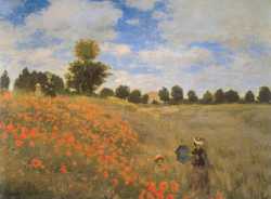 Red Poppy-field