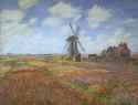 Tulip-field
