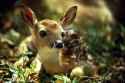 baby deer