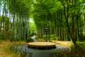bamboo grove