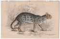Nepaul Cat