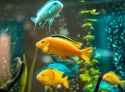 aquarium