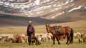 dog herd