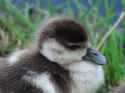 baby duck