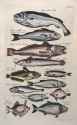 fishes