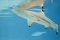 blacktip reef shark