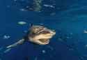 bull shark