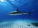 carribean reef shark