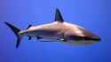 gray reef shark