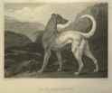irish greyhound