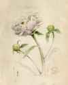 paeonia
