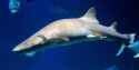 nurse shark
