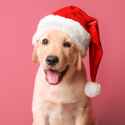 santa dog
